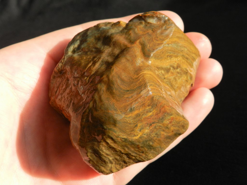 Araukarit - zkamenělé dřevo - prodej, cena, nabídka, prodám, výkup