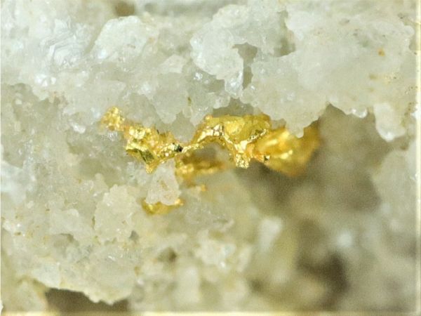 Surové ryzí zlato v křemeni (hornině) - přírodní minerál - Zlaté hory - ČR